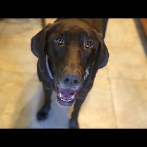 Meet your Posher, Pat